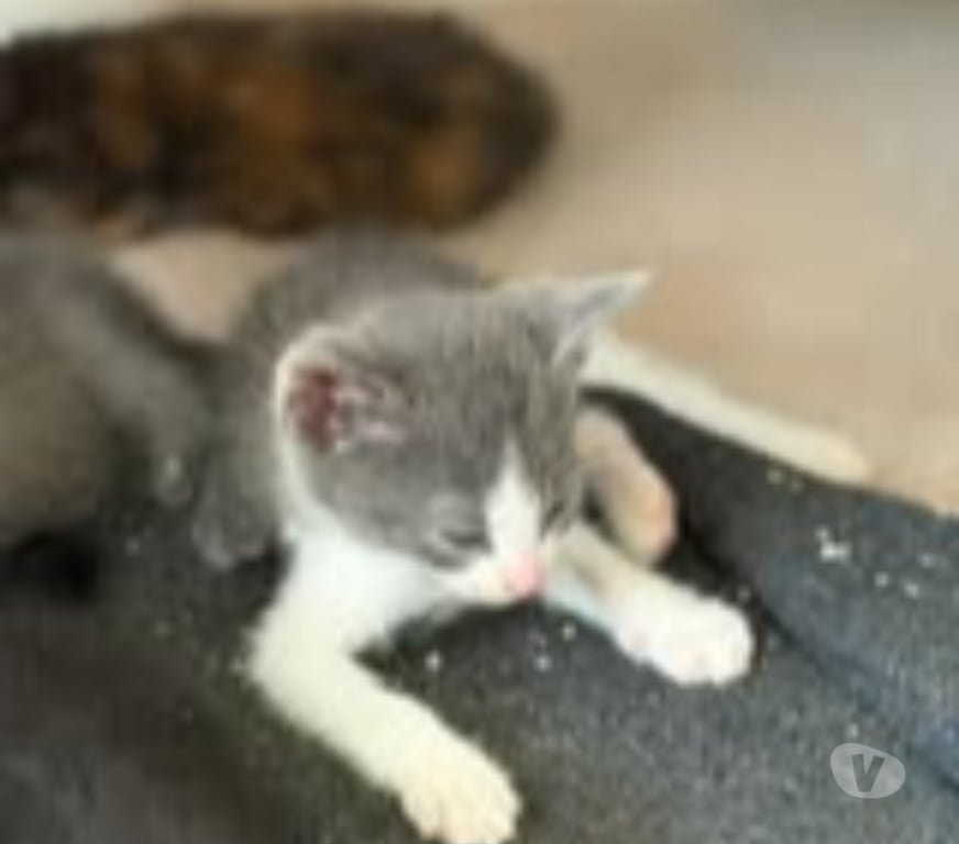 Don animaux Drôme St Restitut - 26130 - Photos Vivastreet Chat ROZO à l adoption