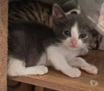 Photos Vivastreet Chat ROZO à l adoption