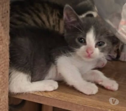 Don animaux St Restitut Drôme - Photos Vivastreet Chat ROZO à l adoption