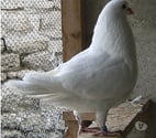 Bagneaux sur Loing - Seine-et-Marne — Pigeons de chair