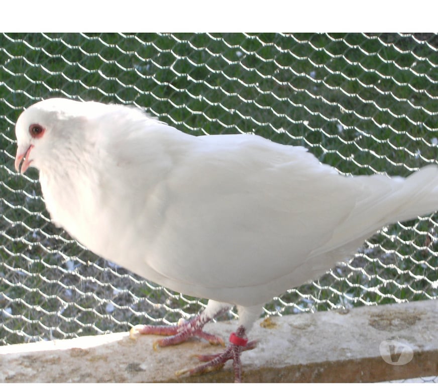 Vente Seine-et-Marne Bagneaux sur Loing - 77167 - Photos Vivastreet Pigeons de chair