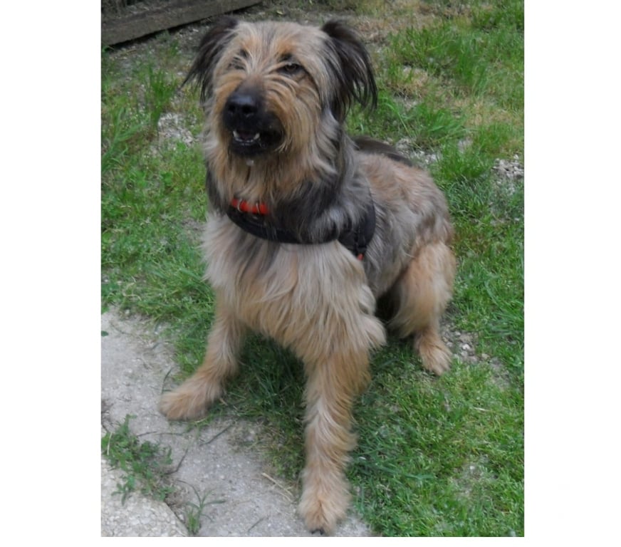 Vente Lot Castelnau Montratier - 46170 - Photos Vivastreet CHIEN 1 AN BRIARD X BERGER BELGE ACTIF JOUEUR PROTECTEUR