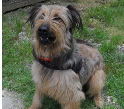 Vente animaux Castelnau Montratier Lot - Photos Vivastreet CHIEN 1 AN BRIARD X BERGER BELGE ACTIF JOUEUR PROTECTEUR