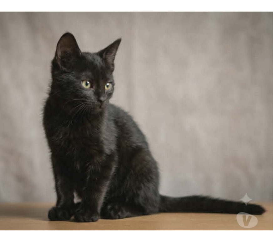 Don animaux Aude Carcassonne - Photos Vivastreet Panthere chaton femelle 2 mois cherche famille