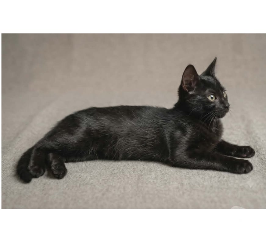 Don animaux Aude Carcassonne - Photos Vivastreet Panthere chaton femelle 2 mois cherche famille