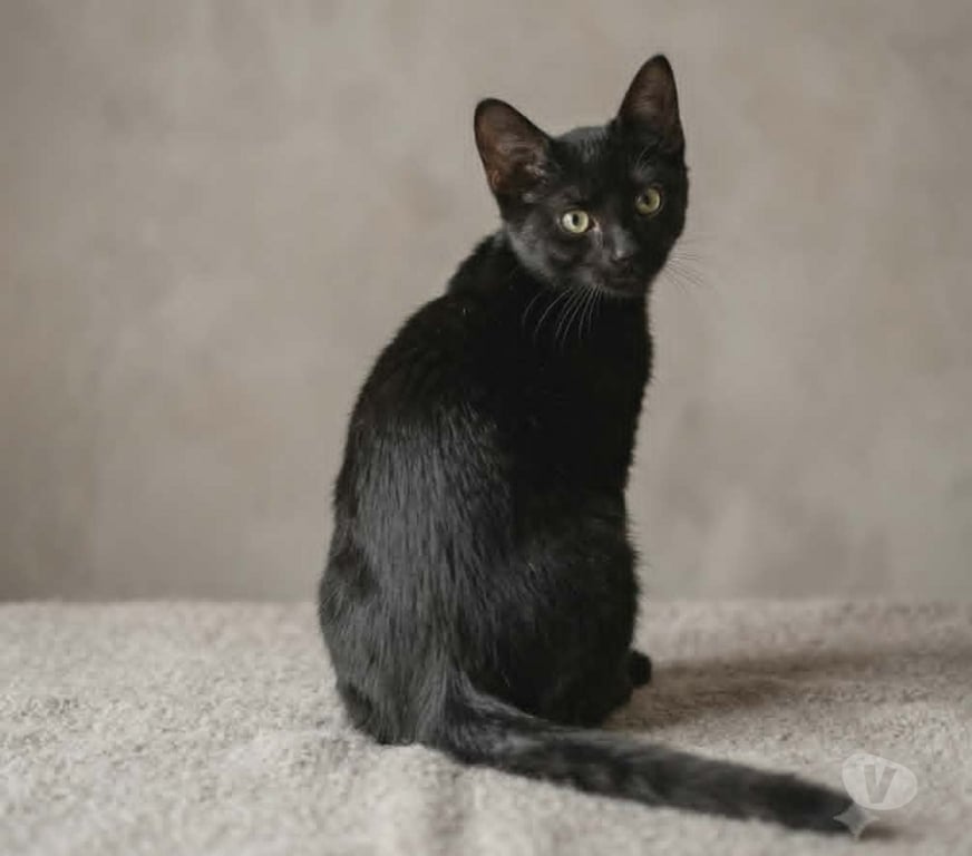 Don animaux Aude Carcassonne - Photos Vivastreet Panthere chaton femelle 2 mois cherche famille