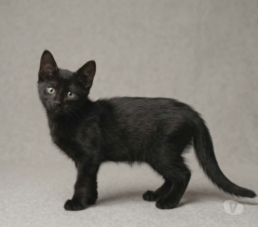 Don animaux Aude Carcassonne - Photos Vivastreet Panthere chaton femelle 2 mois cherche famille