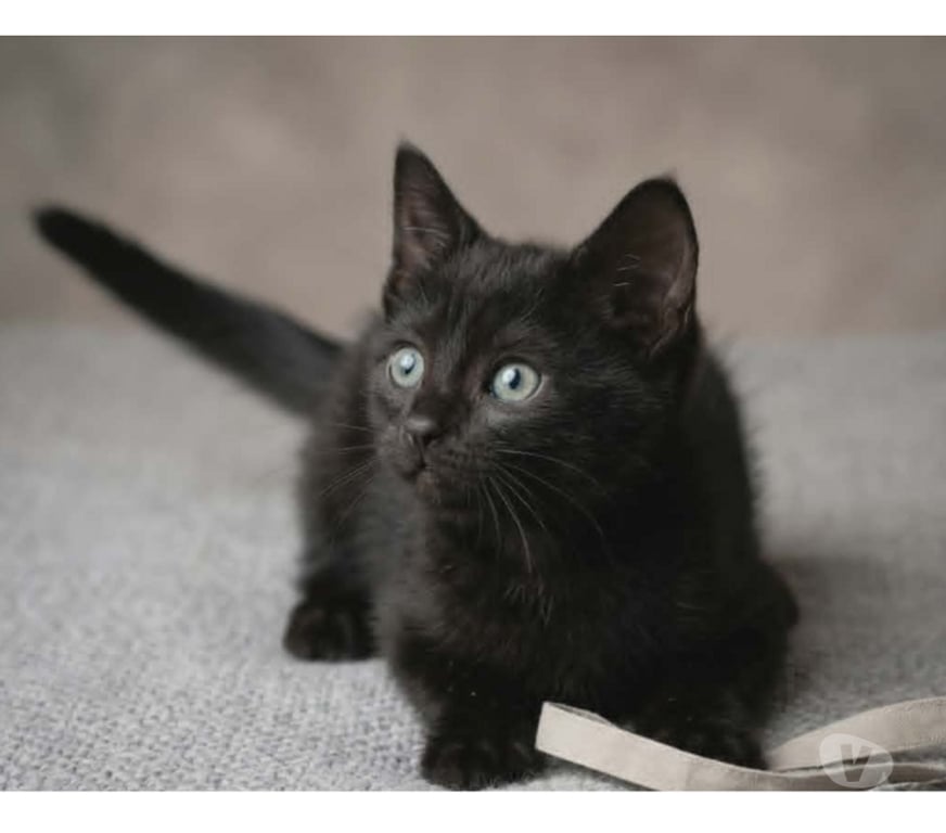 Don animaux Aude Carcassonne - Photos Vivastreet Panthere chaton femelle 2 mois cherche famille