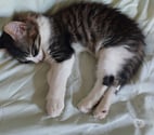 Illiers Combray - Eure-et-Loir — Donne chaton femelle de 2 mois et demi