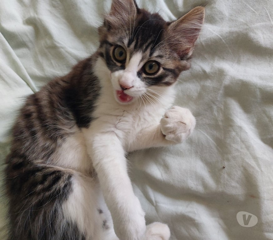 Don animaux Eure-et-Loir Illiers Combray - 28120 - Photos Vivastreet Donne chaton femelle de 2 mois et demi