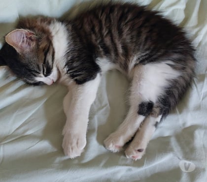 Adoption animaux Illiers Combray Eure-et-Loir - Photos Vivastreet Donne chaton femelle de 2 mois et demi
