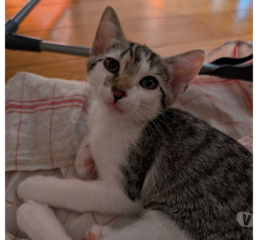 Don animaux Rhône Lyon - Photos Vivastreet BALI, chatonne câline et joueuse