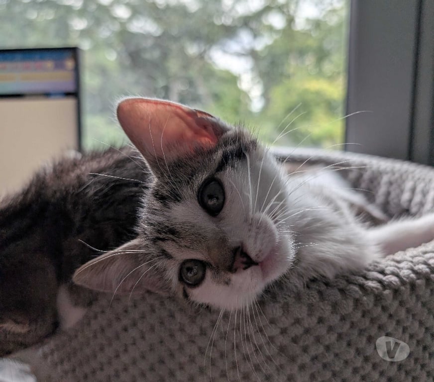 Don animaux Rhône Lyon - Photos Vivastreet BALI, chatonne câline et joueuse