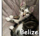 BELIZE, adorable chaton plein d'énergie