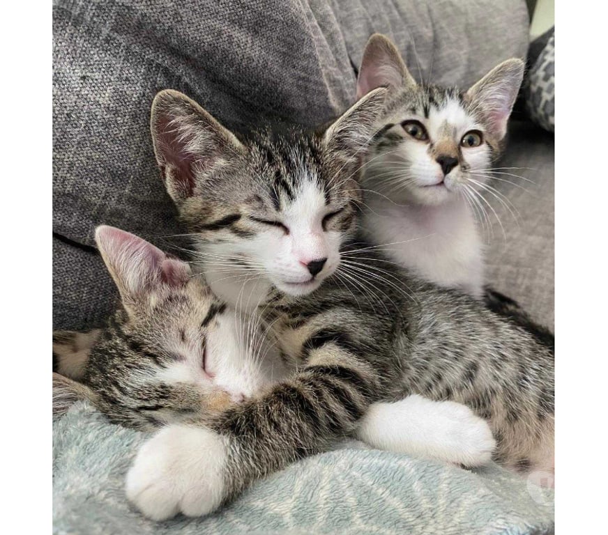 Don animaux Rhône Lyon - Photos Vivastreet BELIZE, adorable chaton plein d'énergie