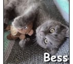 BESS, adorable chatonne pleine de vie