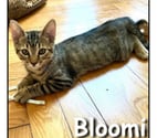 BLOOMI, adorable chaton attachant