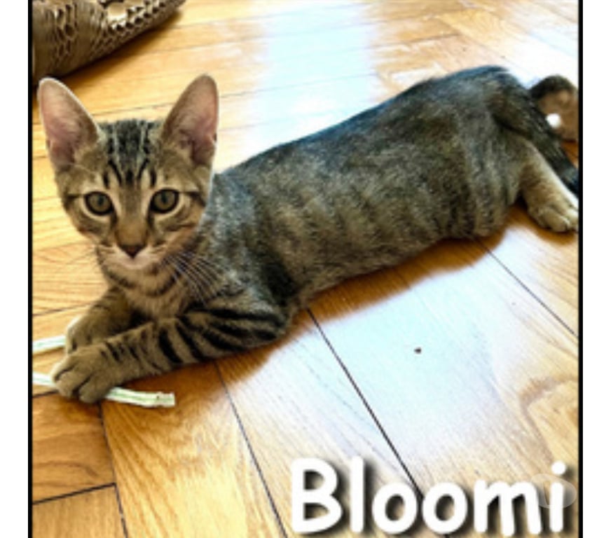 Don animaux Rhône Lyon - Photos Vivastreet BLOOMI, adorable chaton attachant