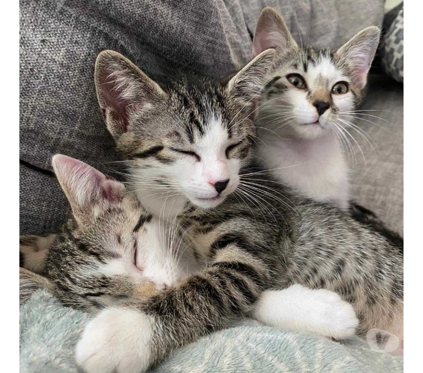 Don animaux Rhône Lyon - Photos Vivastreet BOSTON, chaton adorable et câlin