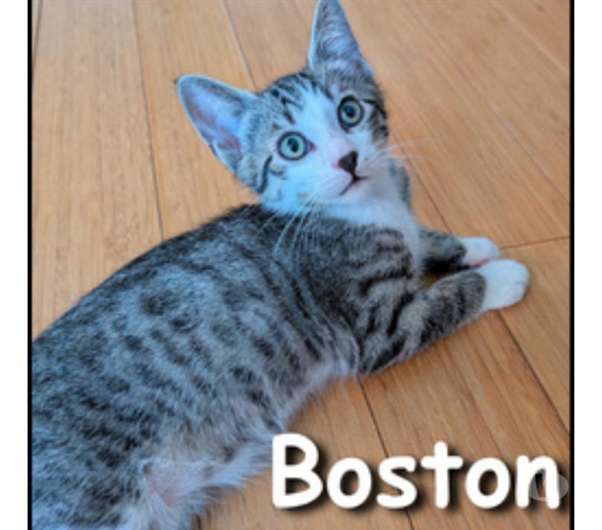 Don animaux Rhône Lyon - Photos Vivastreet BOSTON, chaton adorable et câlin