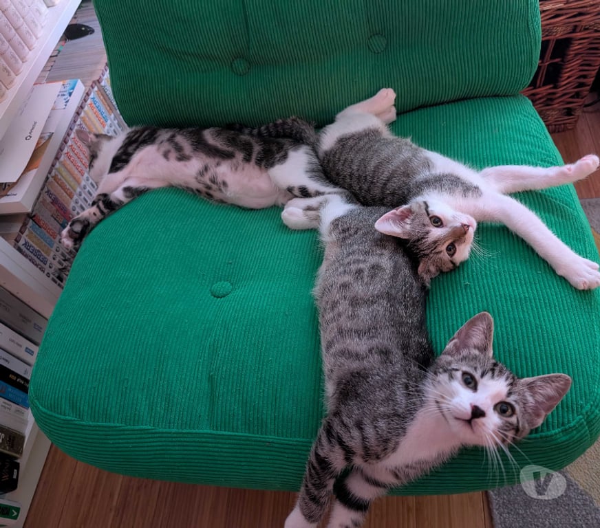 Don animaux Rhône Lyon - Photos Vivastreet BOSTON, chaton adorable et câlin