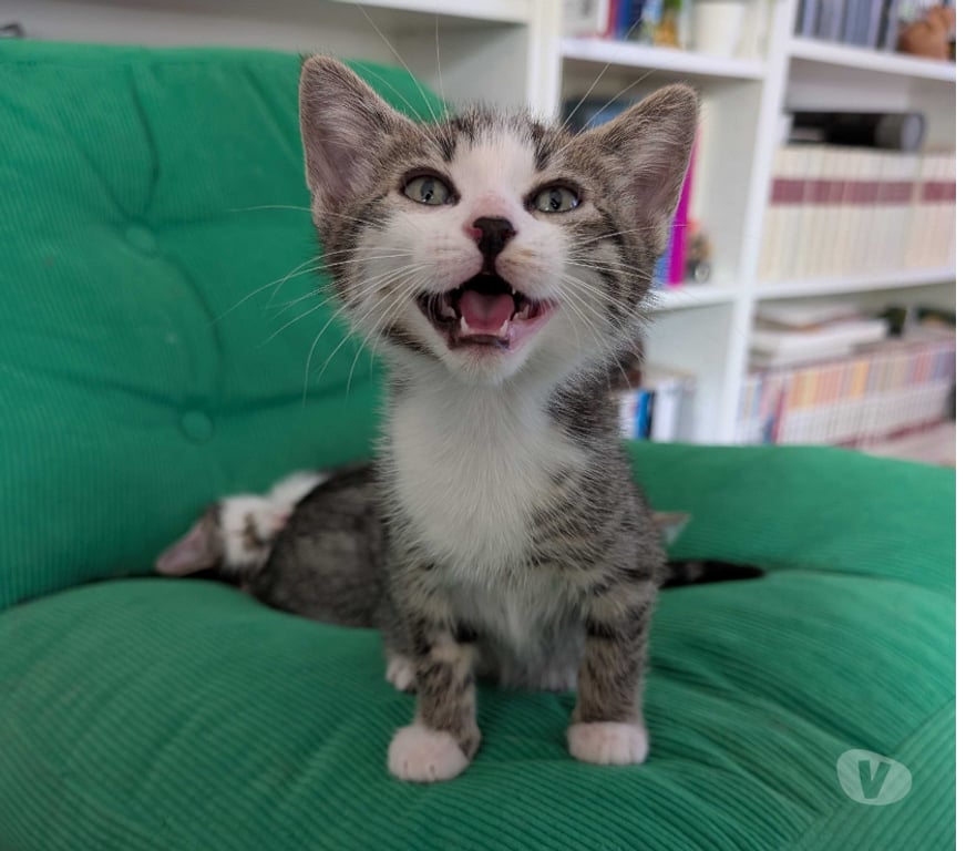 Don animaux Rhône Lyon - Photos Vivastreet BOSTON, chaton adorable et câlin