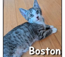 Photos Vivastreet BOSTON, chaton adorable et câlin