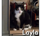 LAYLA, adorable minette