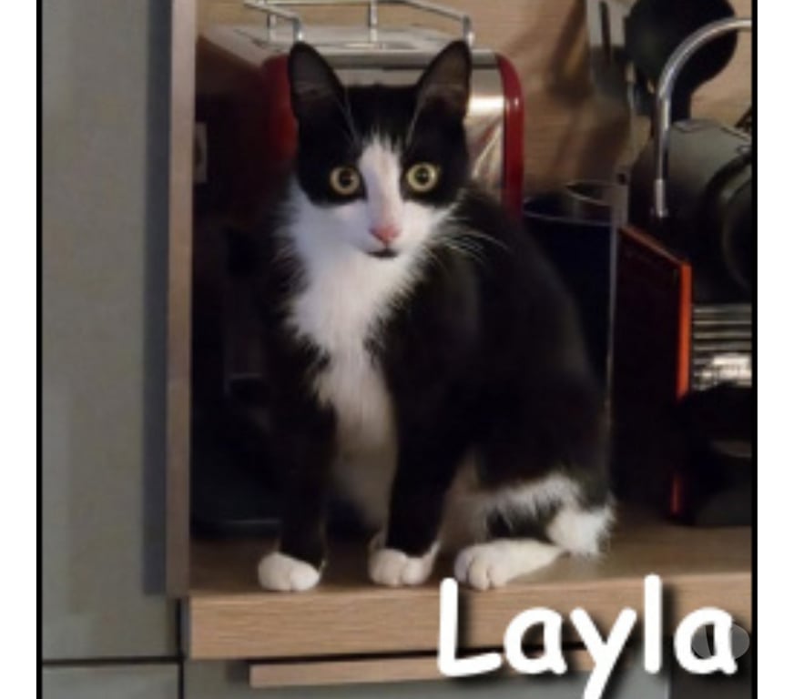 Don animaux Rhône Lyon - Photos Vivastreet LAYLA, adorable minette