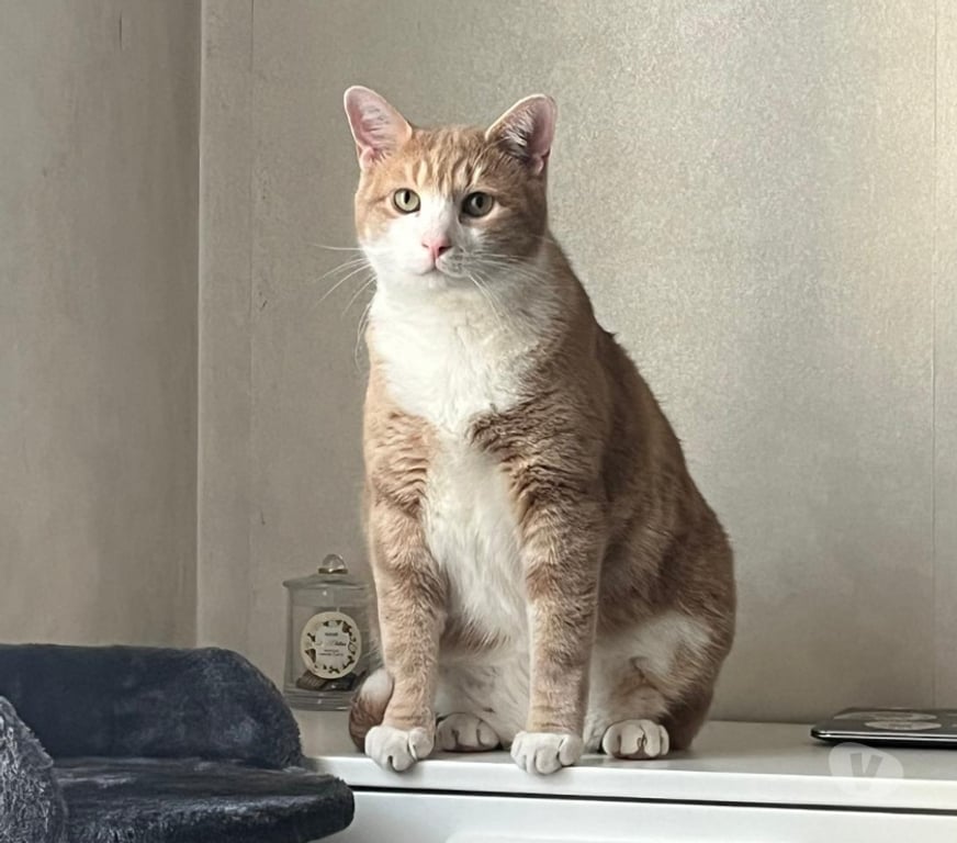 Don animaux Rhône Lyon - Photos Vivastreet NICOLAS, chat adorable et curieux