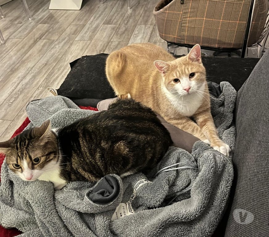 Don animaux Rhône Lyon - Photos Vivastreet NICOLAS, chat adorable et curieux