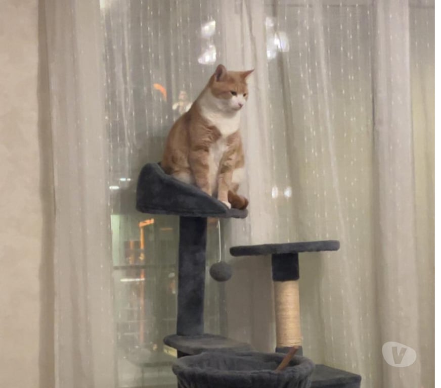 Don animaux Rhône Lyon - Photos Vivastreet NICOLAS, chat adorable et curieux