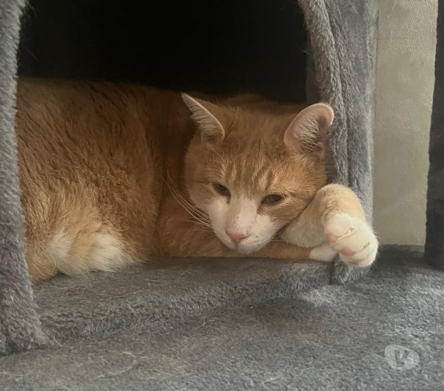 Don animaux Rhône Lyon - Photos Vivastreet NICOLAS, chat adorable et curieux