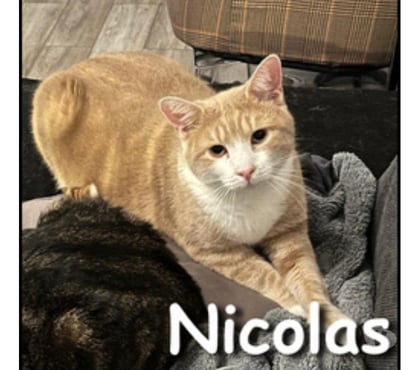 Don animaux Lyon Lyon - Photos Vivastreet NICOLAS, chat adorable et curieux