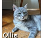 OLLIE, chat adorable et câlin