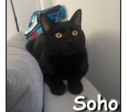 SOHO, chat sociable et facile à vivre