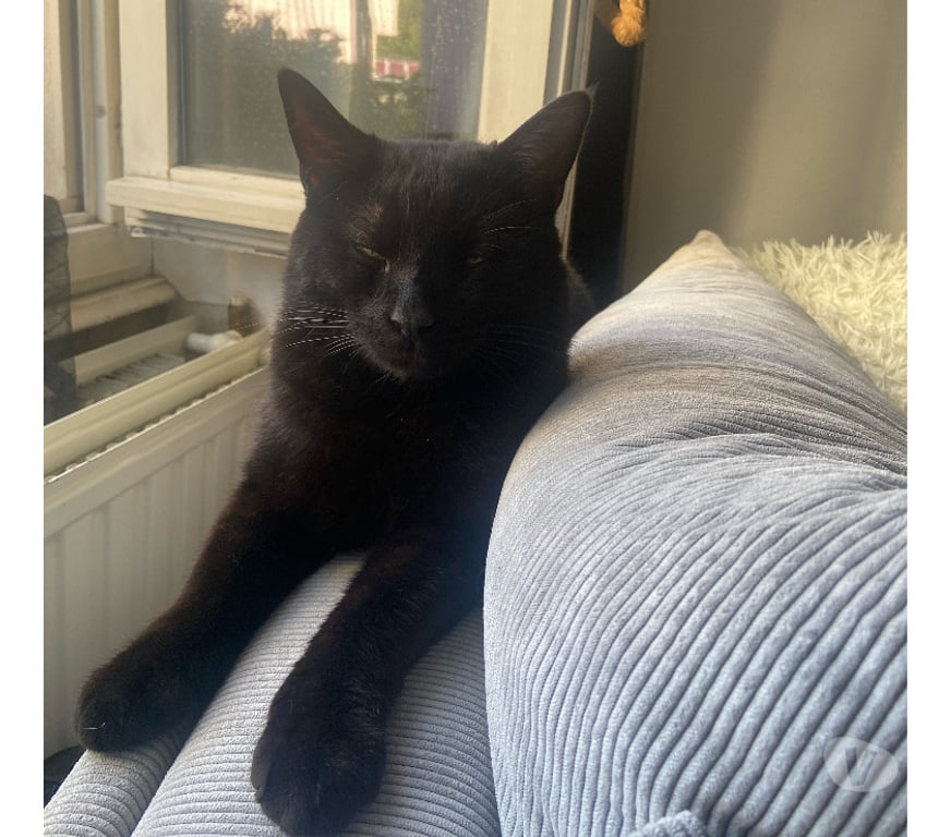 Don animaux Rhône Lyon - Photos Vivastreet SOHO, chat sociable et facile à vivre