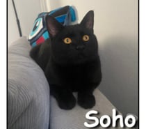 Photos Vivastreet SOHO, chat sociable et facile à vivre
