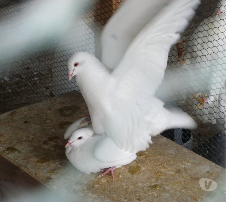 Vente Seine-et-Marne Bagneaux sur Loing - 77167 - Photos Vivastreet Pigeons reproducteurs hubbell blanc