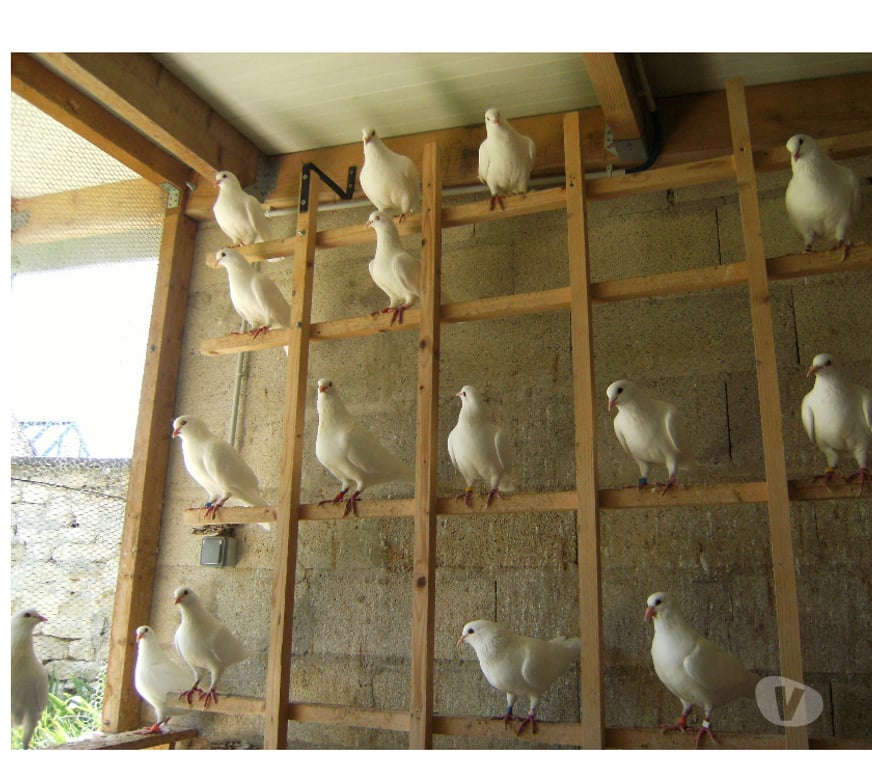 Vente Seine-et-Marne Bagneaux sur Loing - 77167 - Photos Vivastreet Pigeons reproducteurs hubbell blanc