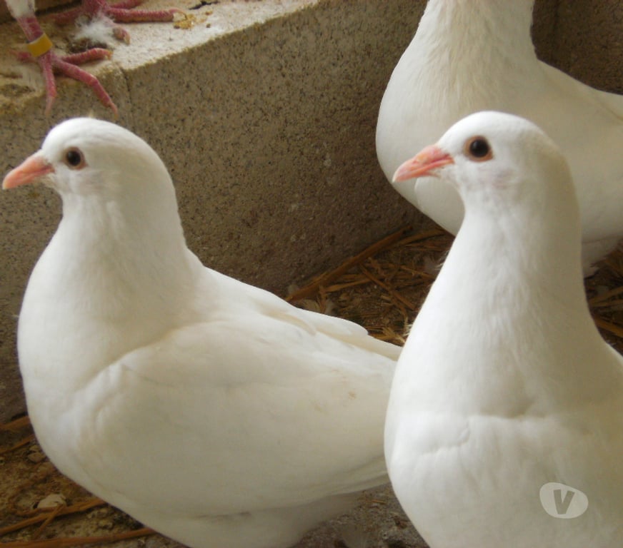 Vente Seine-et-Marne Bagneaux sur Loing - 77167 - Photos Vivastreet Pigeons reproducteurs hubbell blanc
