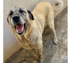 Beziers - Hérault — BRILLANT, chien type berger d'anatolie 8 ans non lof