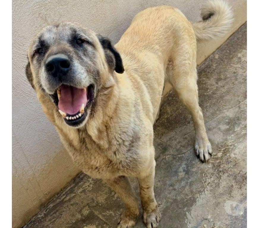 Don animaux Hérault Beziers - 34500 - Photos Vivastreet BRILLANT, chien type berger d'anatolie 8 ans non lof