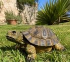 Izy - Bazoches les Gallerandes — Tortue décorative en résine décoration jardin intérieur