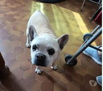 Photos Vivastreet Chien BATAILLE à l adoption