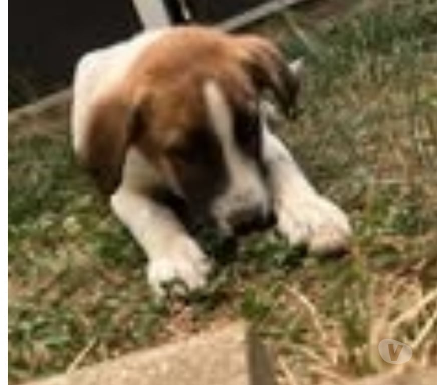 Don animaux Drôme Chateauneuf de Galaure - 26330 - Photos Vivastreet Chien TIC à l adoption