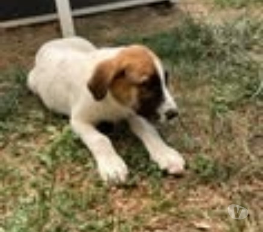 Don animaux Drôme Chateauneuf de Galaure - 26330 - Photos Vivastreet Chien TIC à l adoption