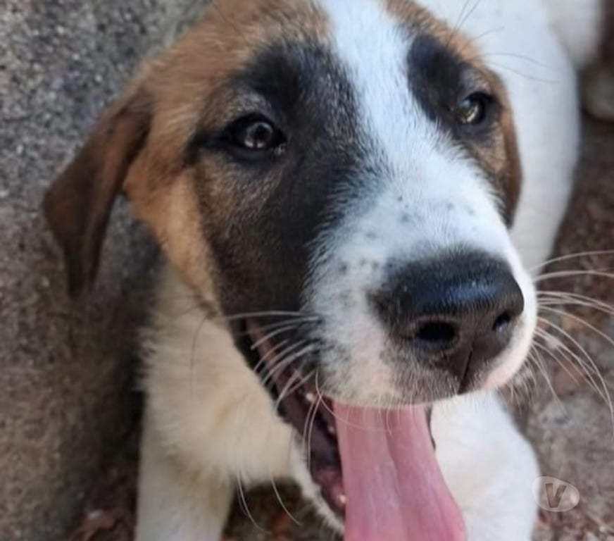 Don animaux Drôme Chateauneuf de Galaure - 26330 - Photos Vivastreet Chien TIC à l adoption