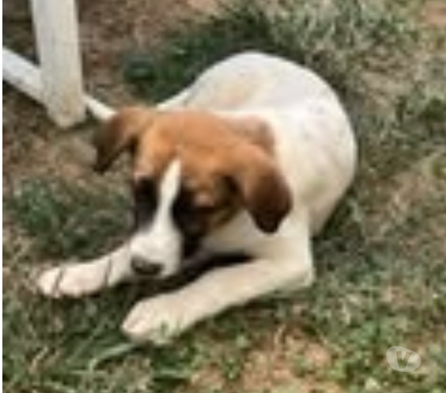 Don animaux Drôme Chateauneuf de Galaure - 26330 - Photos Vivastreet Chien TIC à l adoption