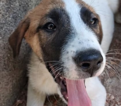 Don animaux Chateauneuf de Galaure Drôme - Photos Vivastreet Chien TIC à l adoption